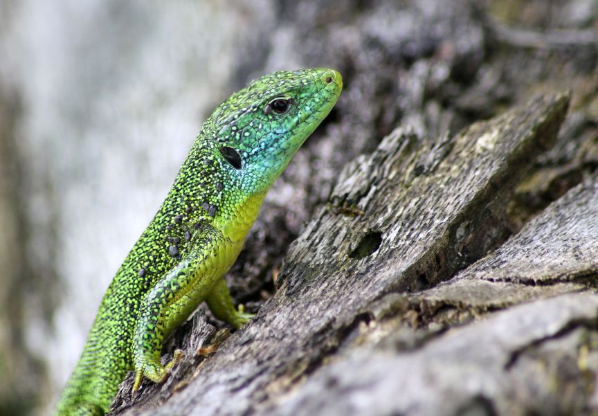 lacerta viridis? (Lacerta bilineata)